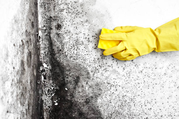 Best Mold Remediation for Healthcare Facilities  in Elk Point, SD