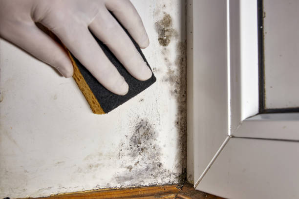 Best Industrial Mold Remediation  in Elk Point, SD